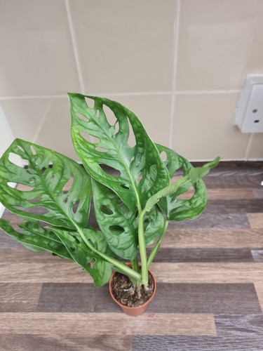 Monstera adansonii swiss - monstera,