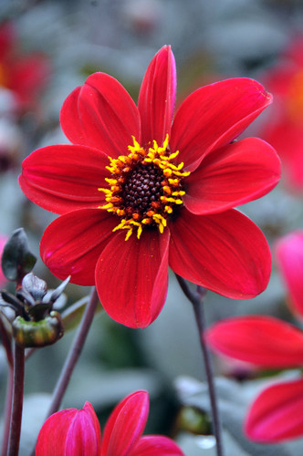 Dahlia tuber happy single - happy,