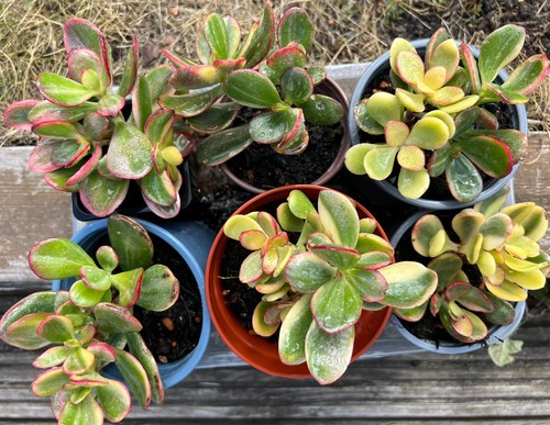 Crassula jade plant - ,