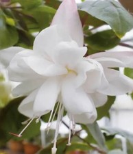 Huge Flowers For Pots &