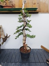 Tanuki Needle Juniper Bonsai
