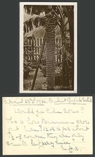 Selangor 1936 Old Real Photo Postcard Banana Palm Tree - Bukit Raja Rajah Estate