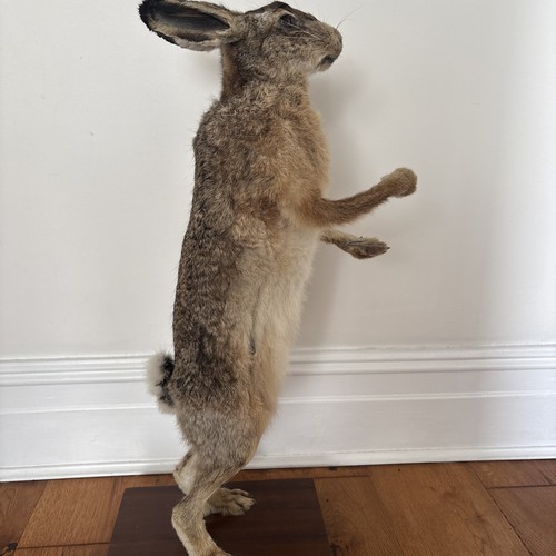 Taxidermy standing hare - standing,