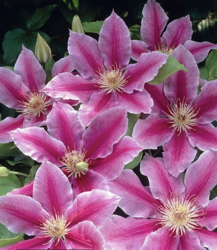 Ruppel clematis out door - clematis,