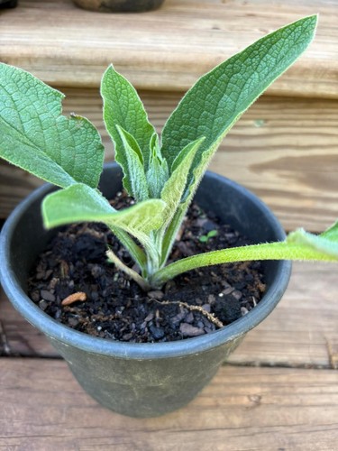 Comfrey bocking organic - bocking,
