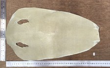 Genuine Stingray Shagreen Skin