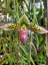 Rare Paphiopedilum sukhakulii