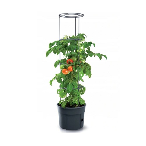 Tomato growing pot planter - tomato,
