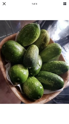 Bangadeshi indian cucumber - bangadeshi/indian,