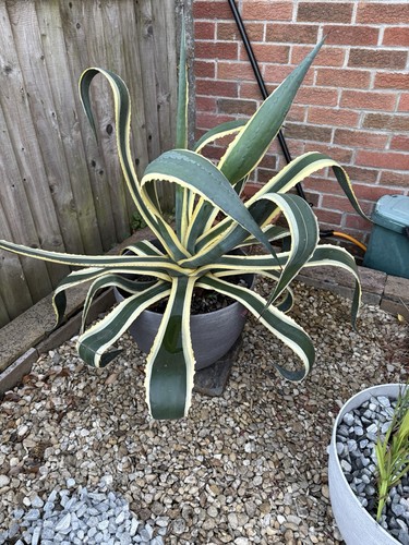 Variegated agave potted - agave,