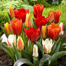 Tulip Dwarf Mixed Rockery Greigii Kaufmanniana Spring Flowers Bulbs Plants