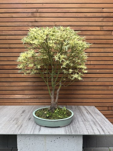 Japanese maple - japanese,