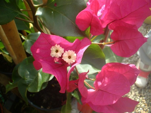 Young bougainvillea barbara - young,