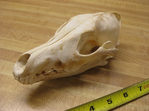 Coyote skull 1 - ,