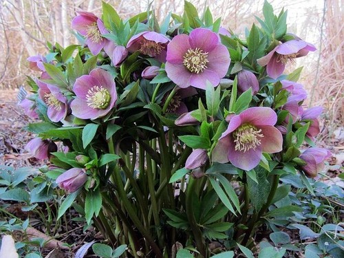 Helleborus hellebore - helleborus,