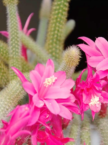 Aporocactus flagelliformis rat - flagelliformis,