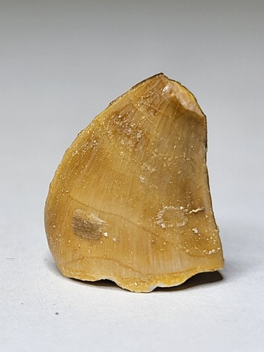 Lovely mosasaur tooth - lovely, tooth.