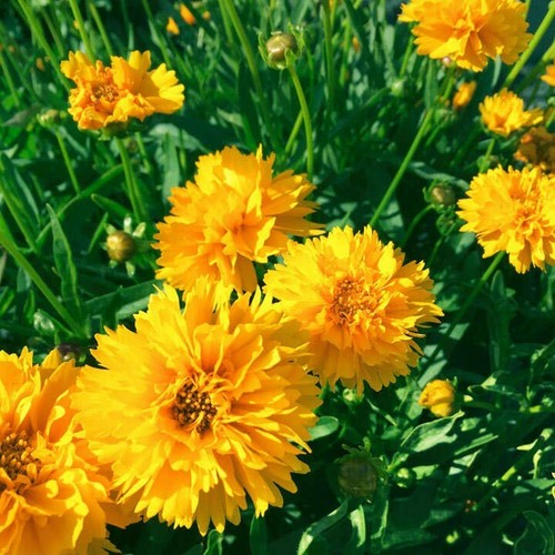 Coreopsis early sunrise 20 - coreopsis,