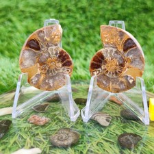 Polished ammonite fossil pair