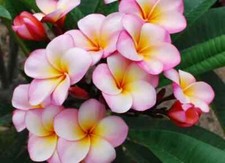Rare Plumeria Abigail- cutting