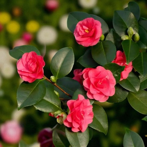 Camellia lady campbell 3l - camellia,