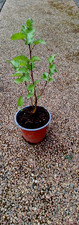 Silver Birch  sapling pruned .