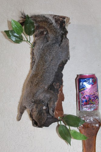 Taxidermy squirrel chipmunk - taxidermy,