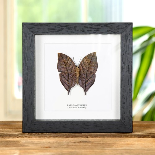 Dead leaf butterfly - leaf, taxidermy
