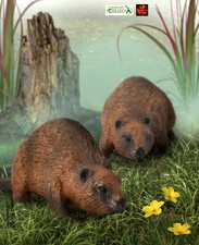 Beaver Wildlife Toy Model