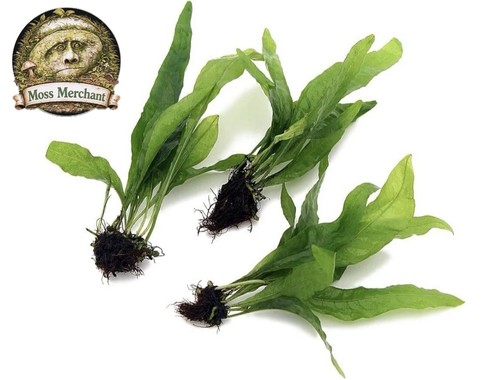 Microsorum pteropus java - microsorum,