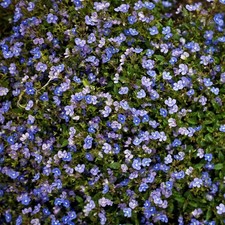 Veronica Georgia Blue