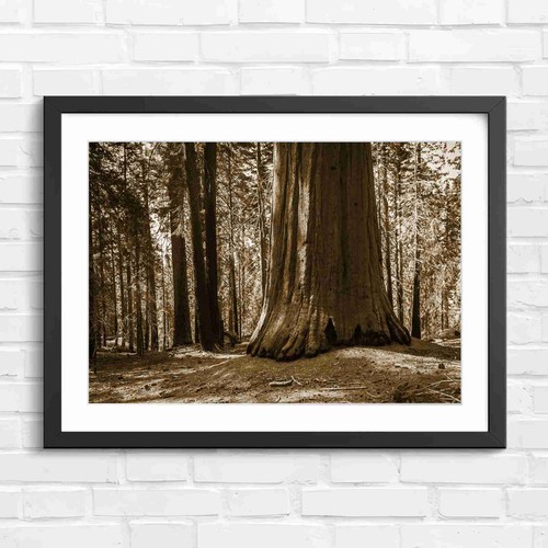 Massive redwood tree trunk - massive,