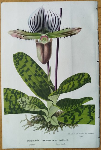 Orchid cypripedium from borneo - cypripedium,