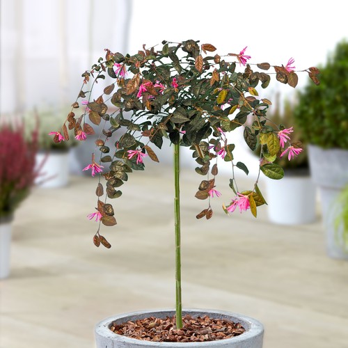 Loropetalum chinense fire - chinense,