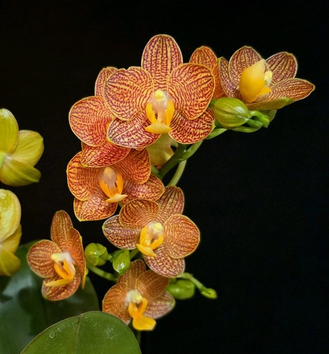 Phalaenopsis indian summer - 'indian, summer'