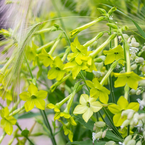 Nicotiana lime green seeds - 'lime,