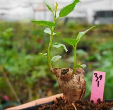 Bursera schlechtendalii