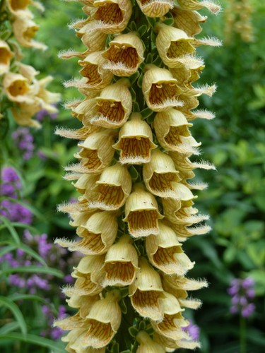 Digitalis ferruginea rusty - digitalis,