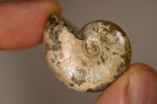 *AMMONITE* 3cm 10.6g Natural