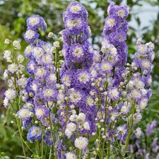 Delphinium highlander bolero - highlander,