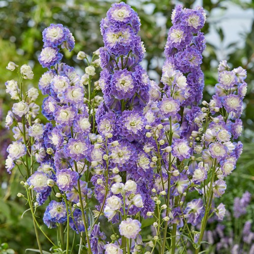 Delphinium highlander bolero - delphinium,