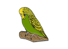 Green Budgie Budgerigar Bird
