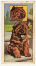 CHOW CHOW VIMS- PET PUPPIES SERIES  MOLASSINE Co Ltd 1967 DOG TRADE CARD #1
