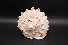 Shell Bullmouth or Red Helmet Shell Seaside Decor Beach Decor Natural Ornamnent