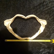 Shark Jaw with Really Sharp