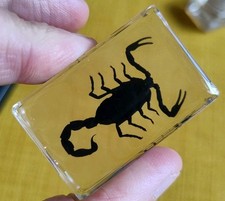 Real Scorpion Bug  Insect Preserved in Resin Desk Paperweight Animal Taxidermy 
