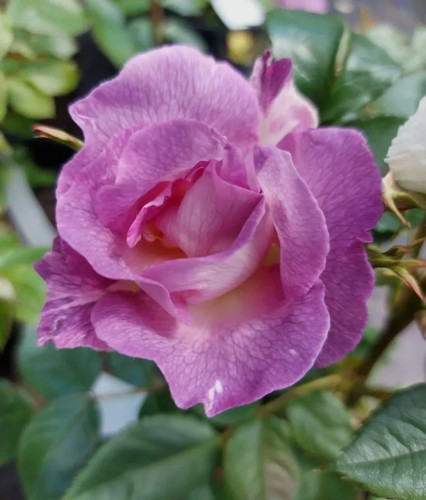 Rose bush blue for - bush, you'