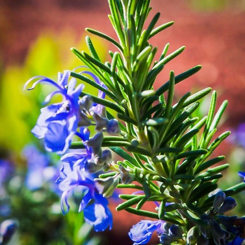 Rosemary tuscan blue 3 - 'tuscan, blue'