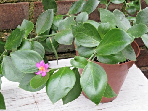 Pereskia diaz romeroana - ,