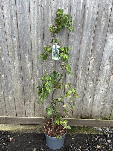 Weeping beech tree 100cm - beech, 80/100cm